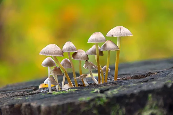 Gombák Közelsége Erdőben — Stock Fotó