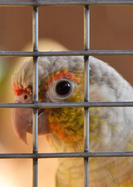Zbliżenie Żółtej Papugi — Zdjęcie stockowe