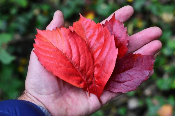 Рука Держа Красный Осенний Лист — стоковое фото