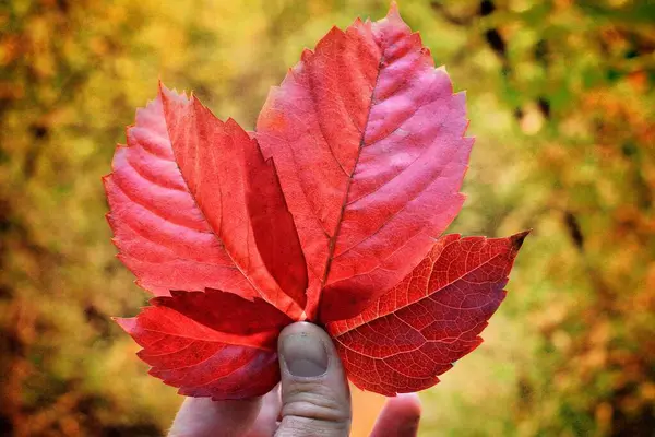 Красные Осенние Листья Руке — стоковое фото