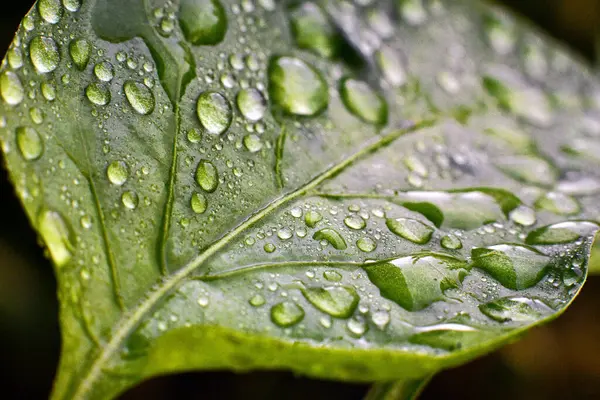 Vatten Droppe Gröna Löv — Stockfoto