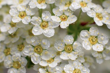 Bahçedeki harika beyaz çiçekler