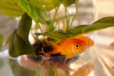 güzel Japon balığı akvaryum