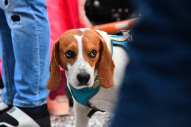 Kalabalıktaki köpek portresi