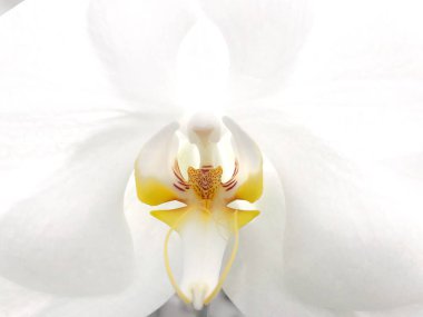 beyaz çiçek orkidesi kapat