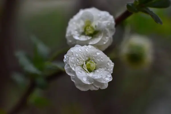 Vita Blommor Bakgrund Gröna Blad — Stockfoto