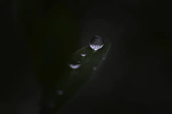 Närbild Dagg Droppe Gröna Löv — Stockfoto