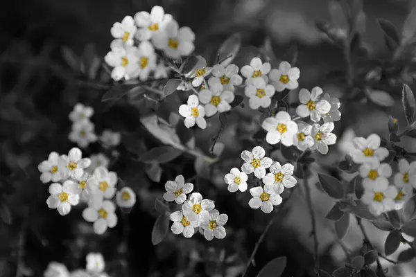 Maravillosas Flores Blancas Con Efecto Selección Color —  Fotos de Stock