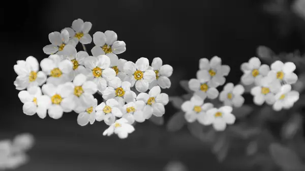 Maravillosas Flores Blancas Con Efecto Selección Color —  Fotos de Stock