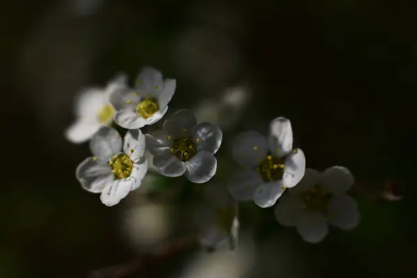 Maravillosas Flores Blancas Jardín —  Fotos de Stock