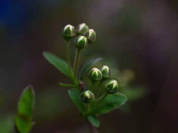 Yeşil Yapraklar Bitkiler Yapraklar — Stok fotoğraf
