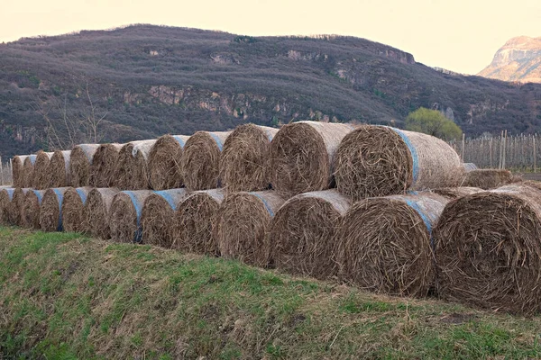 Bales Hay Field — Stock Photo, Image
