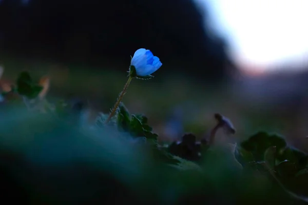 Magányos Virág Kertben — Stock Fotó