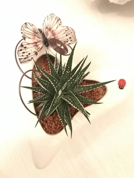 closeup of plant inside a heart-shaped pot