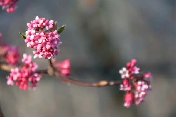 Zavřít Pohled Krásné Květiny Jaře — Stock fotografie
