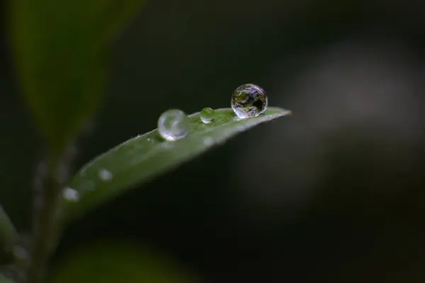 나뭇잎에 물방울이 떨어진다 — 스톡 사진