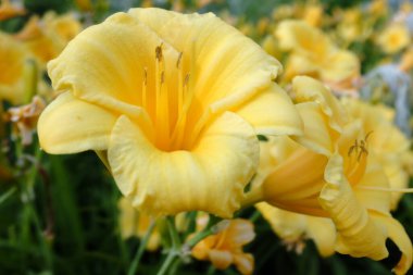 Sarı çiçek, güzel çiçekler.