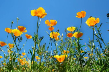 Güzel sarı çiçekler tarlada