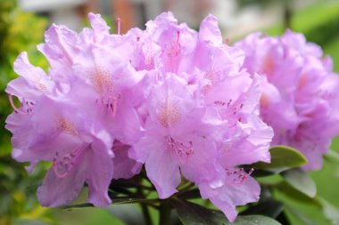 Bahçedeki güzel pembe rhododendron çiçekleri.