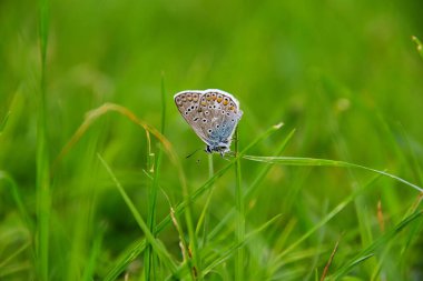çim zemin üzerinde Kelebek 