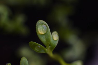 Yeşil bir bitkiyi damlatan suyla kapatın