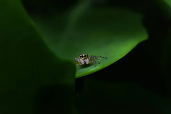 Makroaufnahme Einer Sehr Kleinen Springenden Spinne — Stockfoto