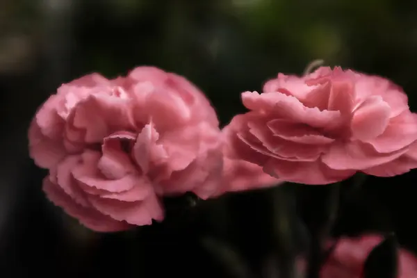 Flor Rosa Jardim — Fotografia de Stock