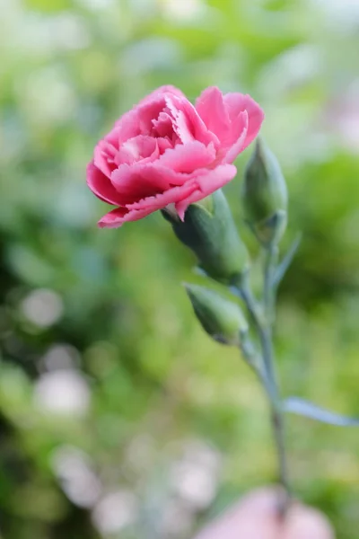 Bonito Pinkflowerin Jardim — Fotografia de Stock