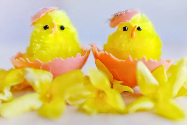 Żółte Pisklęta Gnieździe Jaja — Zdjęcie stockowe