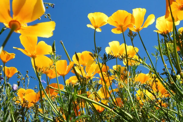 Beautiful Yellow Flowers Field Stock Image
