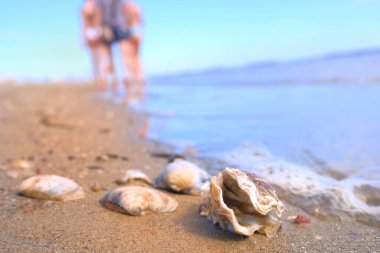 bir sahilde deniz kabukları