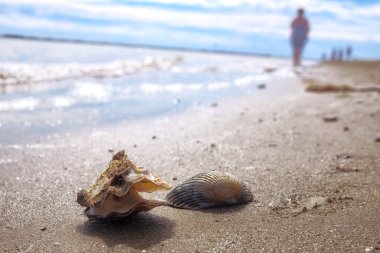Deniz kabuğu, yaz zamanı.