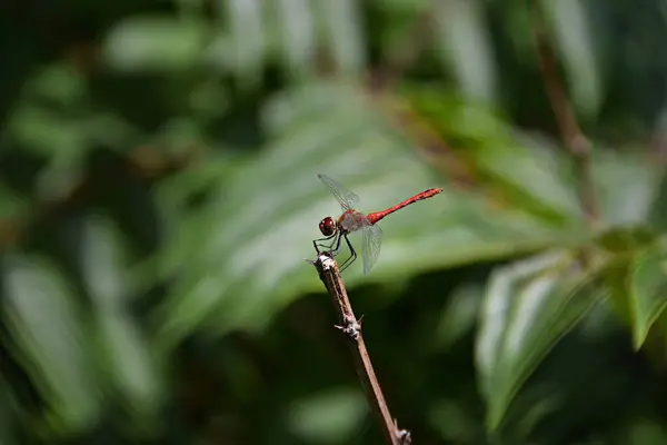 Red Dragonfly Leaf — Stock Photo, Image