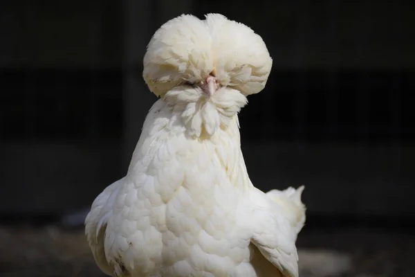 Gallo Blanco Granja —  Fotos de Stock