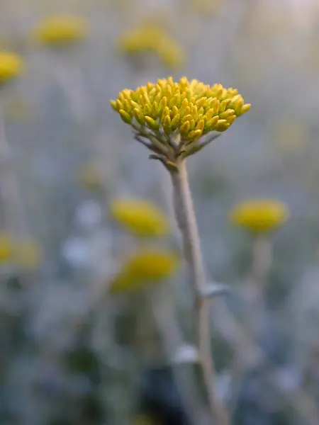 stock image yellow flower in the garden