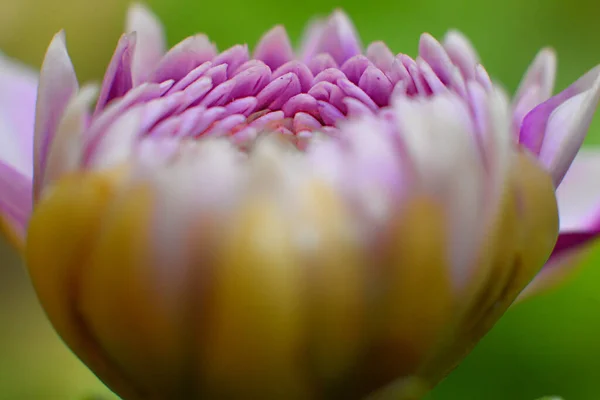 Close Beautiful Flowers — Stock Photo, Image