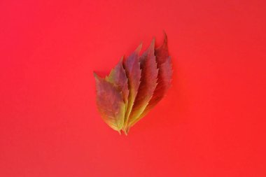 sonbahar yaprakları kırmızı zemin üzerine