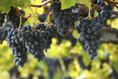 Bağda bir demet mavi üzüm 