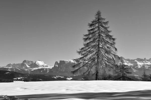 Foto Bianco Nero Della Splendida Vista Sulle Montagne — Foto Stock