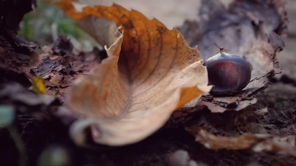 乾燥した葉と栗の秋の背景 — ストック写真