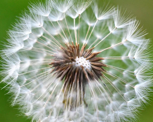 Dandelion Seeds Wind Background Green Grass — Stock Photo, Image