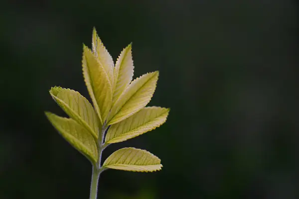 黄色い葉 自然の葉 — ストック写真
