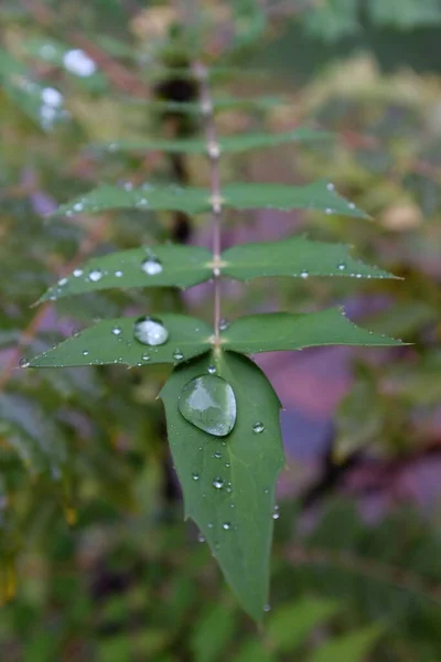 Regentropfen Auf Grünen Blättern Nahaufnahme — Stockfoto