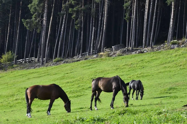 Pferd Weidet Auf Der Weide Wald — Stockfoto