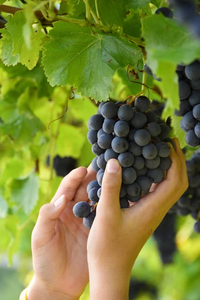 hand picking black grapes in vineyard in autumn season