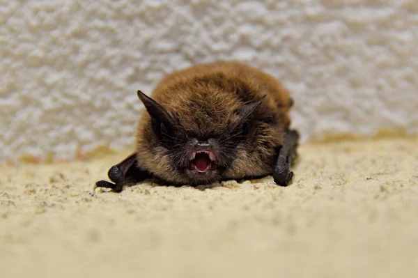 close up view of cute bat