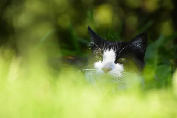 夏の緑の草にかわいい黒と白の子猫 — ストック写真