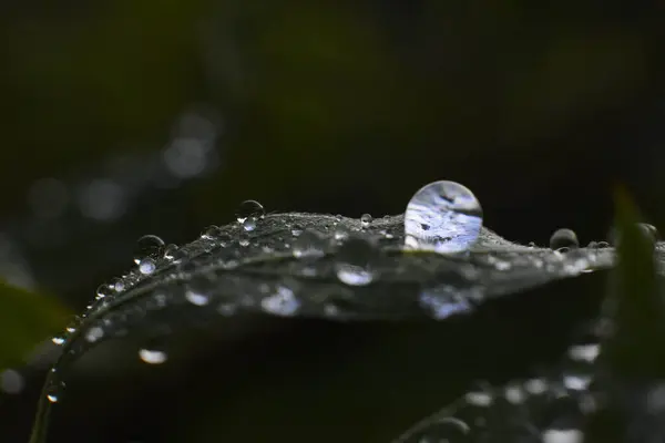 Drops Dew Leaves Forest — Stock Photo, Image