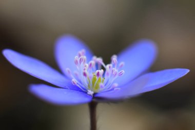 close up of a blue anemone flower 