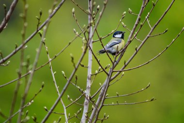 great tit ( parus major )